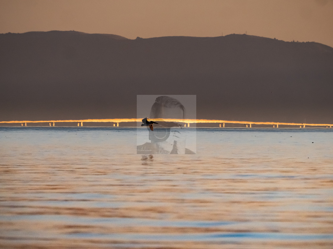 "A pelican and a Bridge" stock image