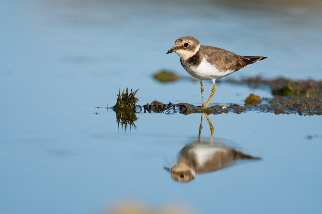 "Little Ringed Plover with perfect reflection" by Diogo Oliveira - $50.34 "Little Ringed Plover with perfect reflection" stock image