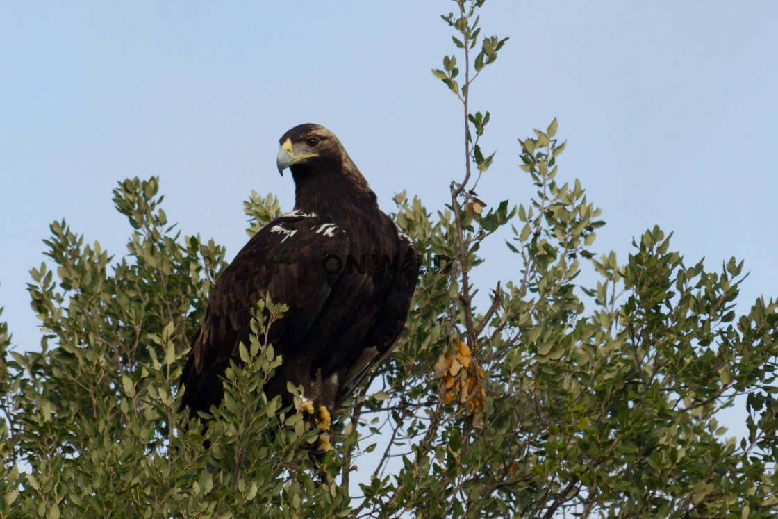 "Iberian Imperial Eagle (Aquila adalberti) on a tree" by Diogo Oliveira - $51.05 "Iberian Imperial Eagle (Aquila adalberti) on a tree" stock image
