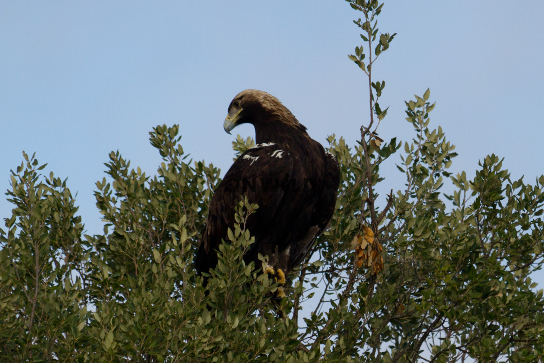 "Iberian Imperial Eagle (Aquila adalberti) on a tree" by Diogo Oliveira - $50.62 "Iberian Imperial Eagle (Aquila adalberti) on a tree" stock image