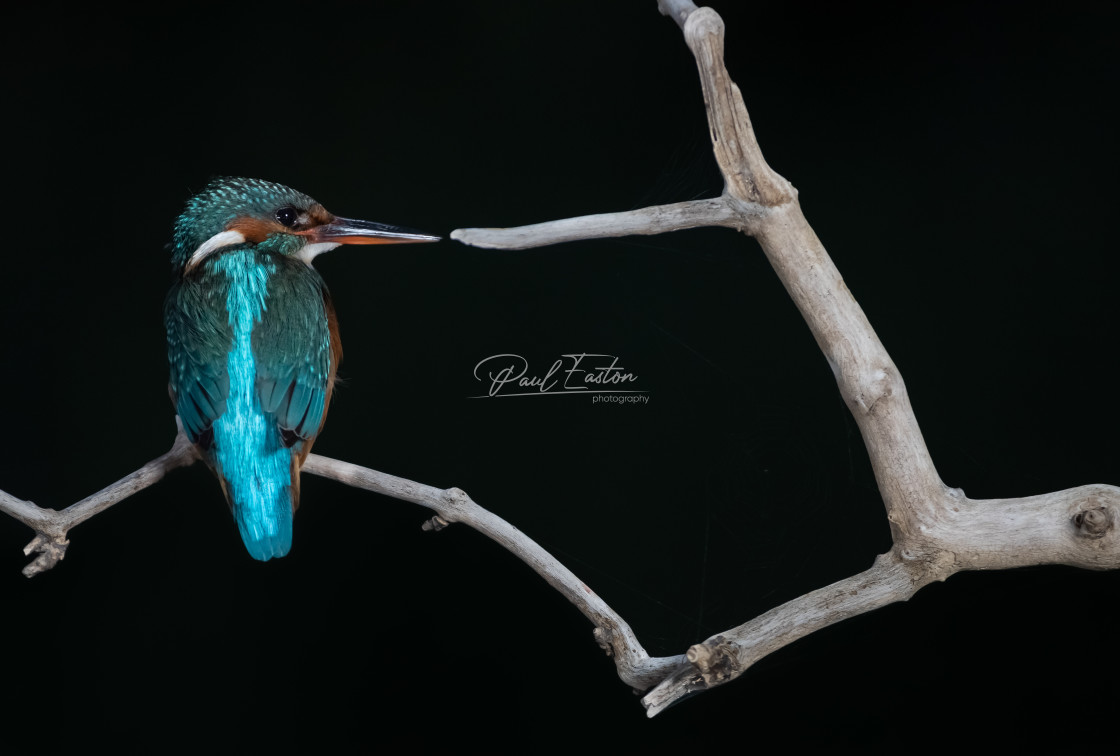 "Kingfisher : Hunting Before Dawn" stock image