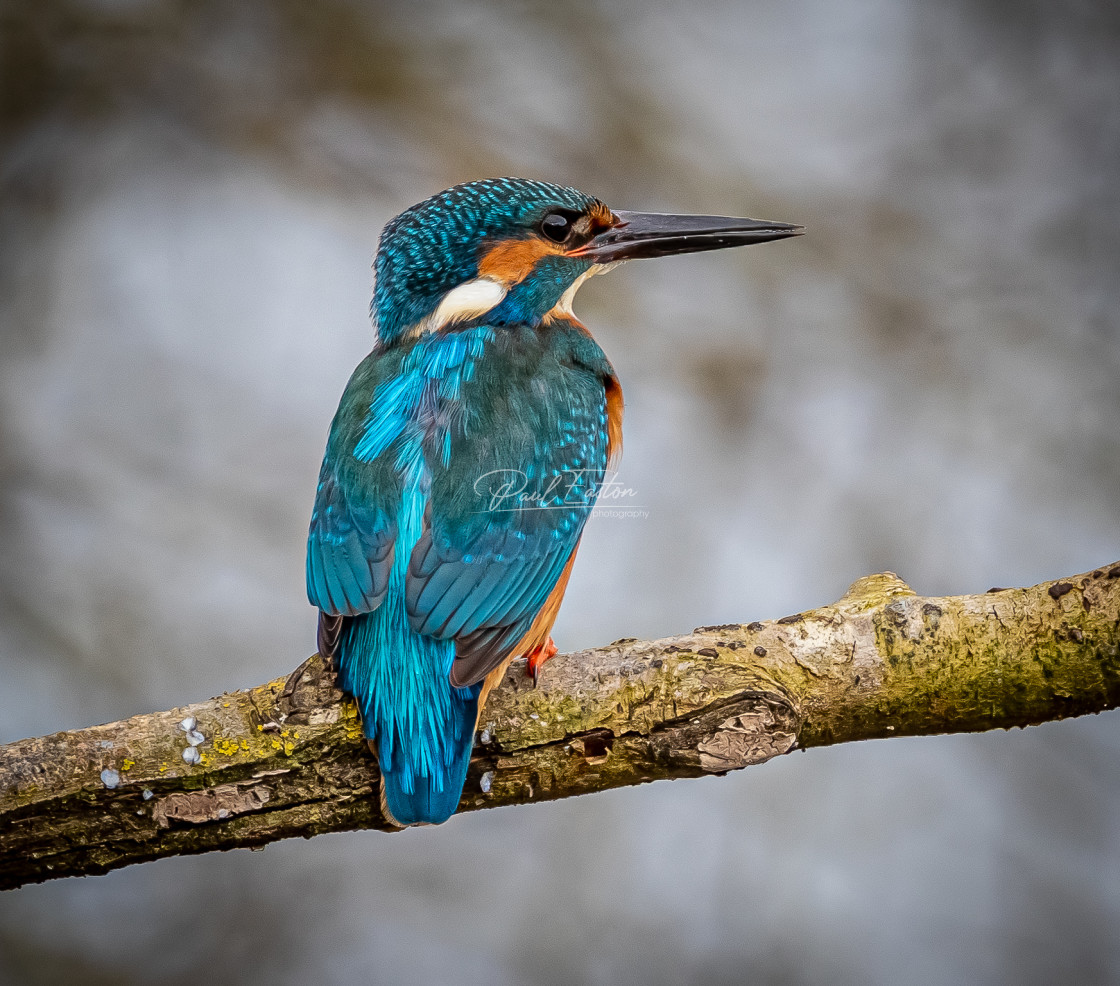 "Kingfisher : Magnificent Male" stock image