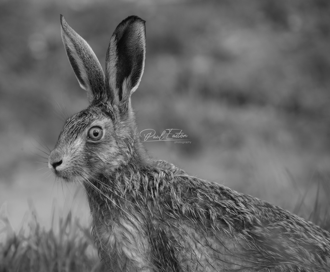 "Brown Hare : Norfolk UK" stock image