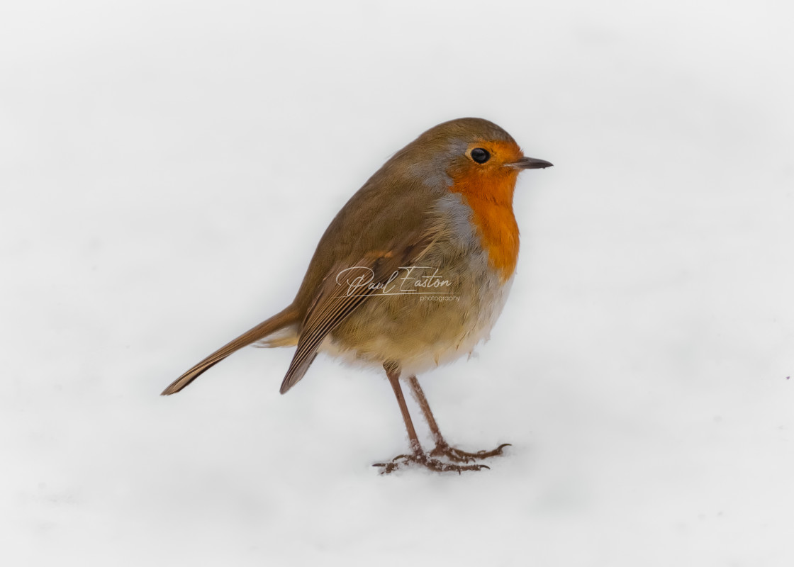 "Robin in Snow" stock image