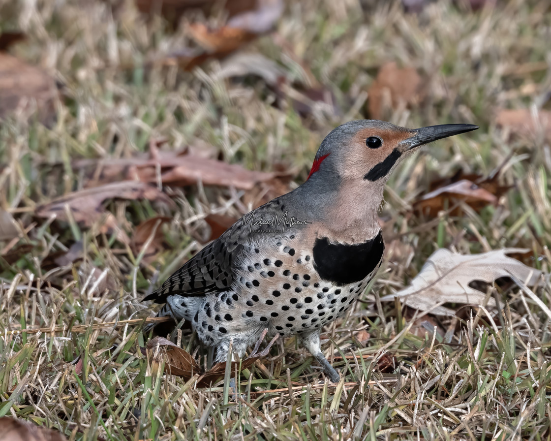 "Northern Flicker" stock image