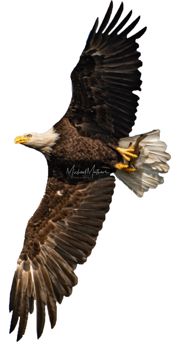 "Bald Eagle With Fish - Cut Out (Masked)" stock image