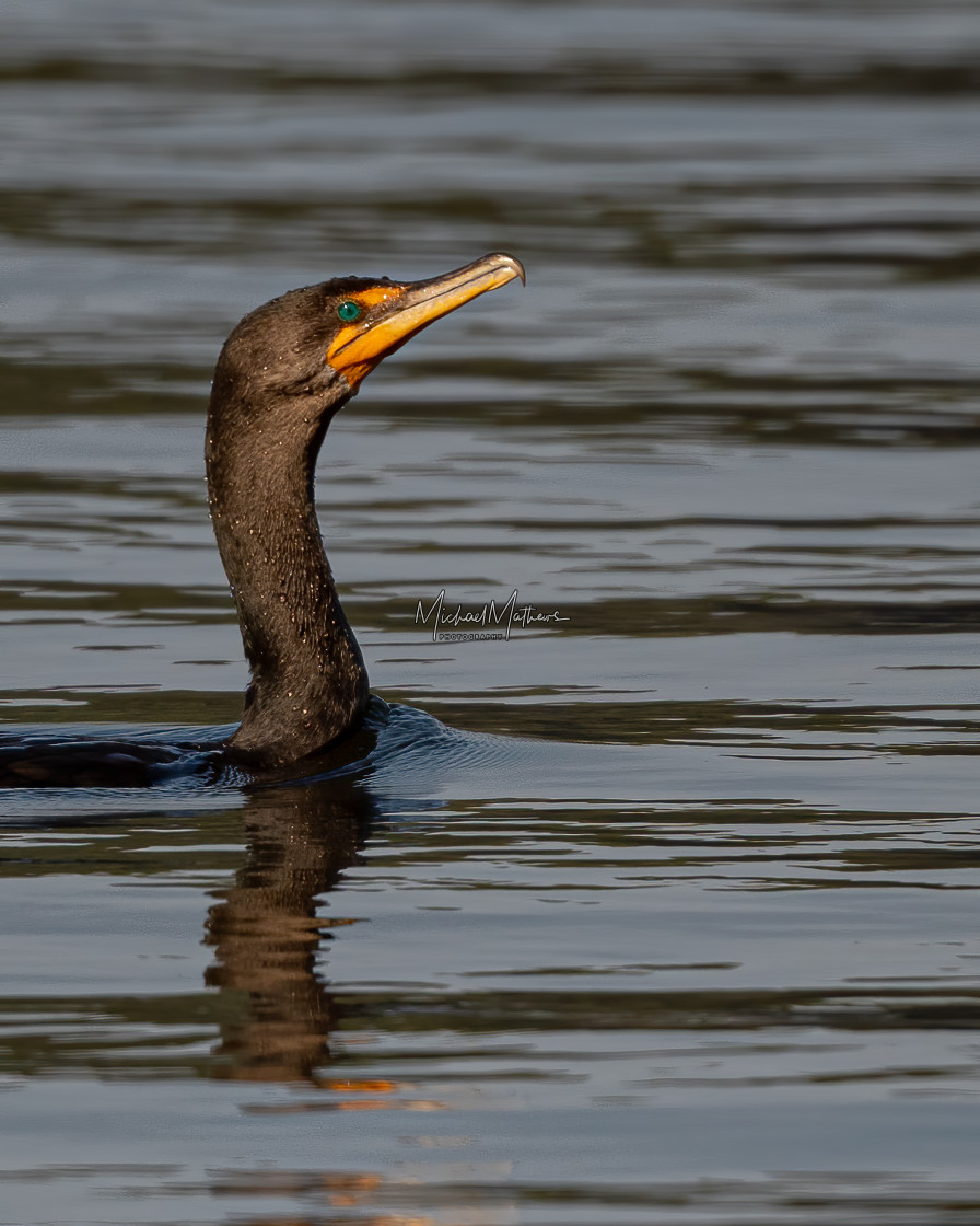 "Double-crested Cormorant Swimming" stock image