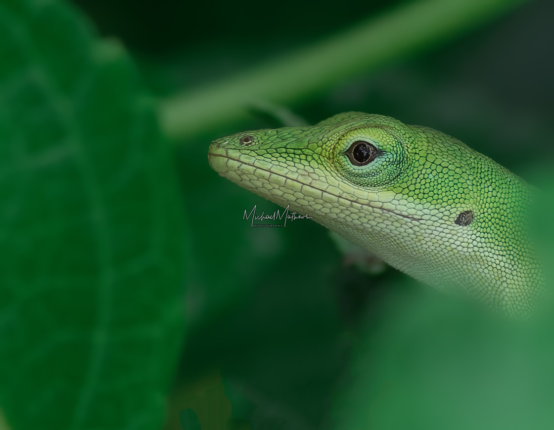 "Anolis carolinensis - Green Anole" stock image