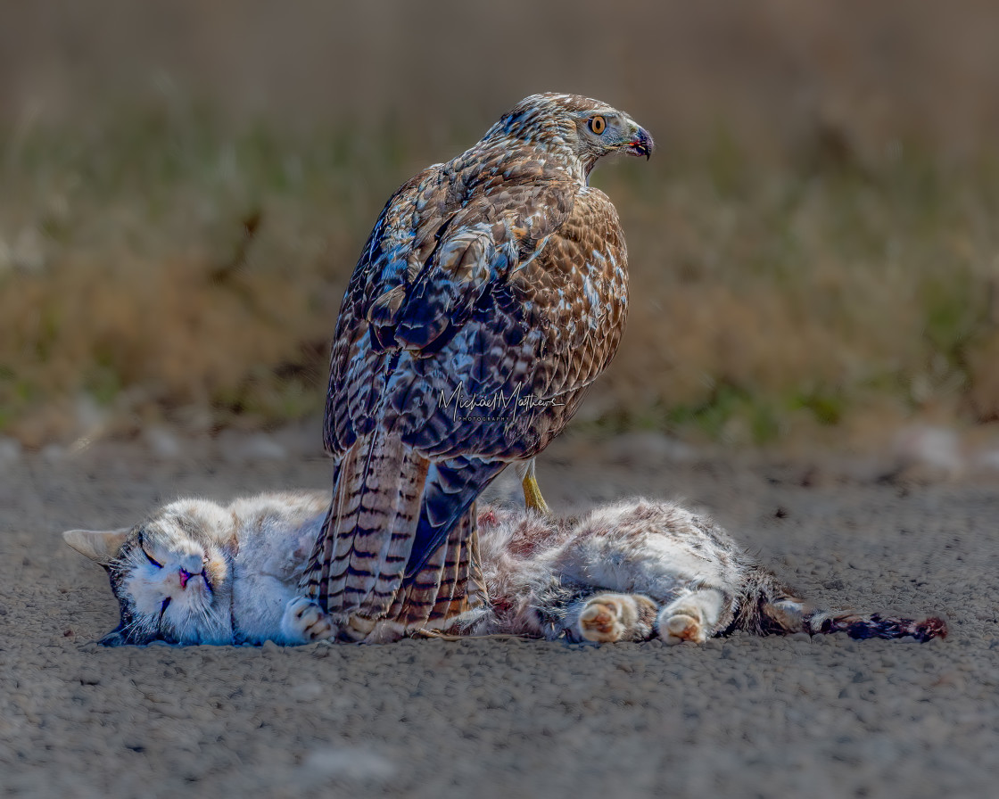 "Red-tailed Hawk Feeding on a Kitten" stock image