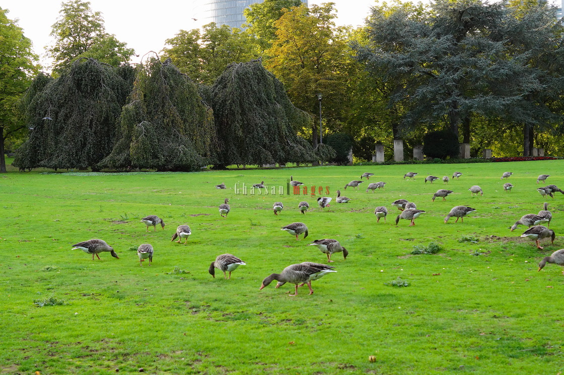 "Ducks gazing in Rheinaue" stock image