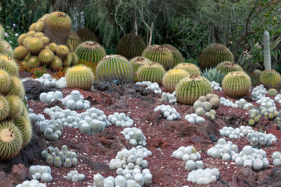 "Cactus Garden" stock image