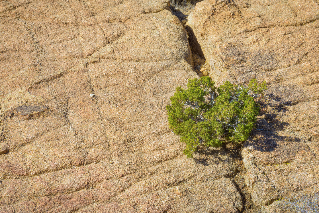 "Bush in stone" stock image