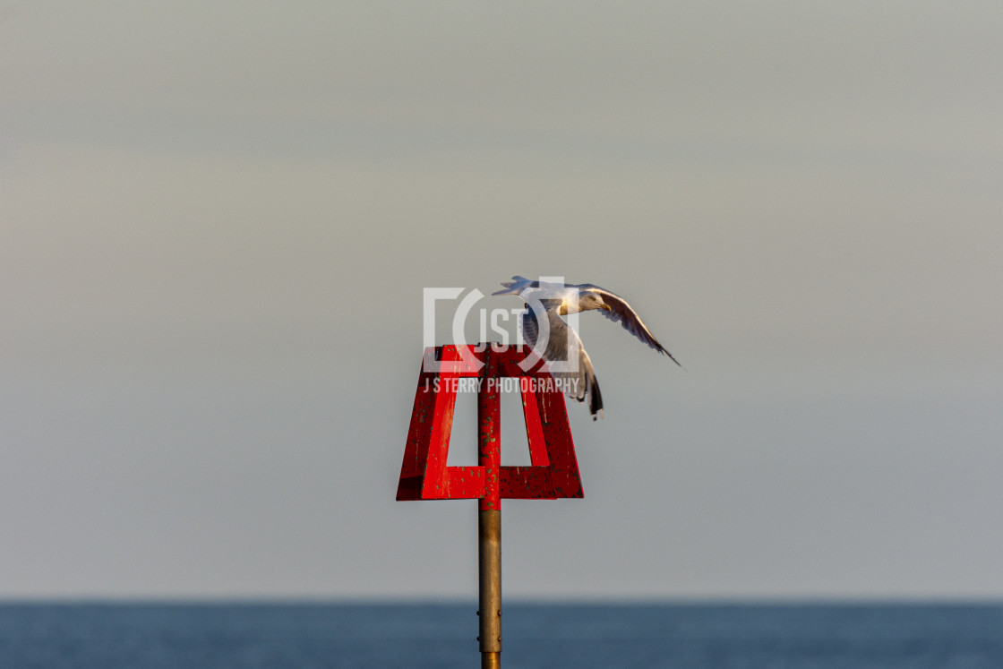 "Seagull Taking Flight" stock image