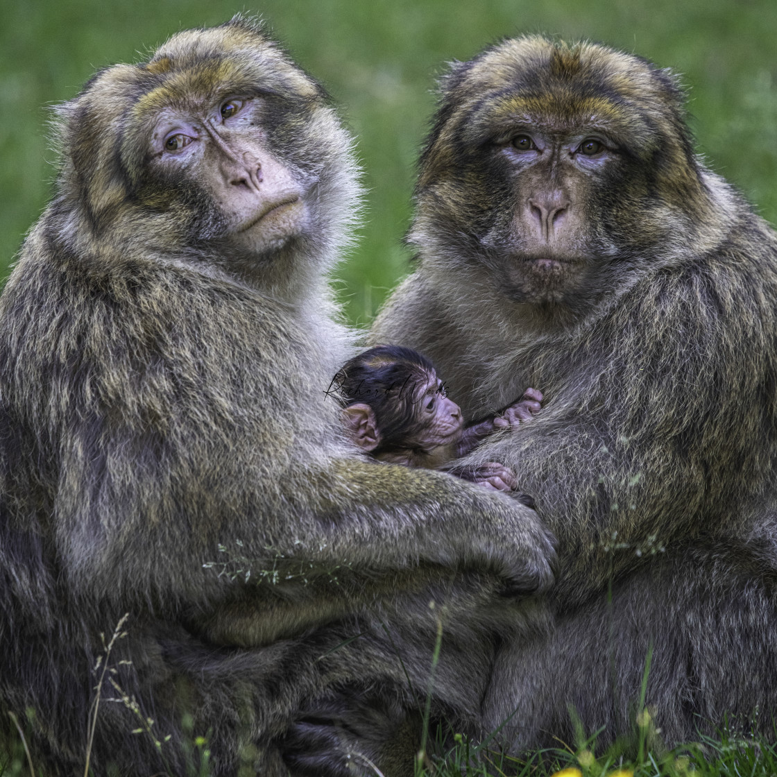 "Family of Barbary Macaques, Trentham Monkey Gardens, UK" stock image