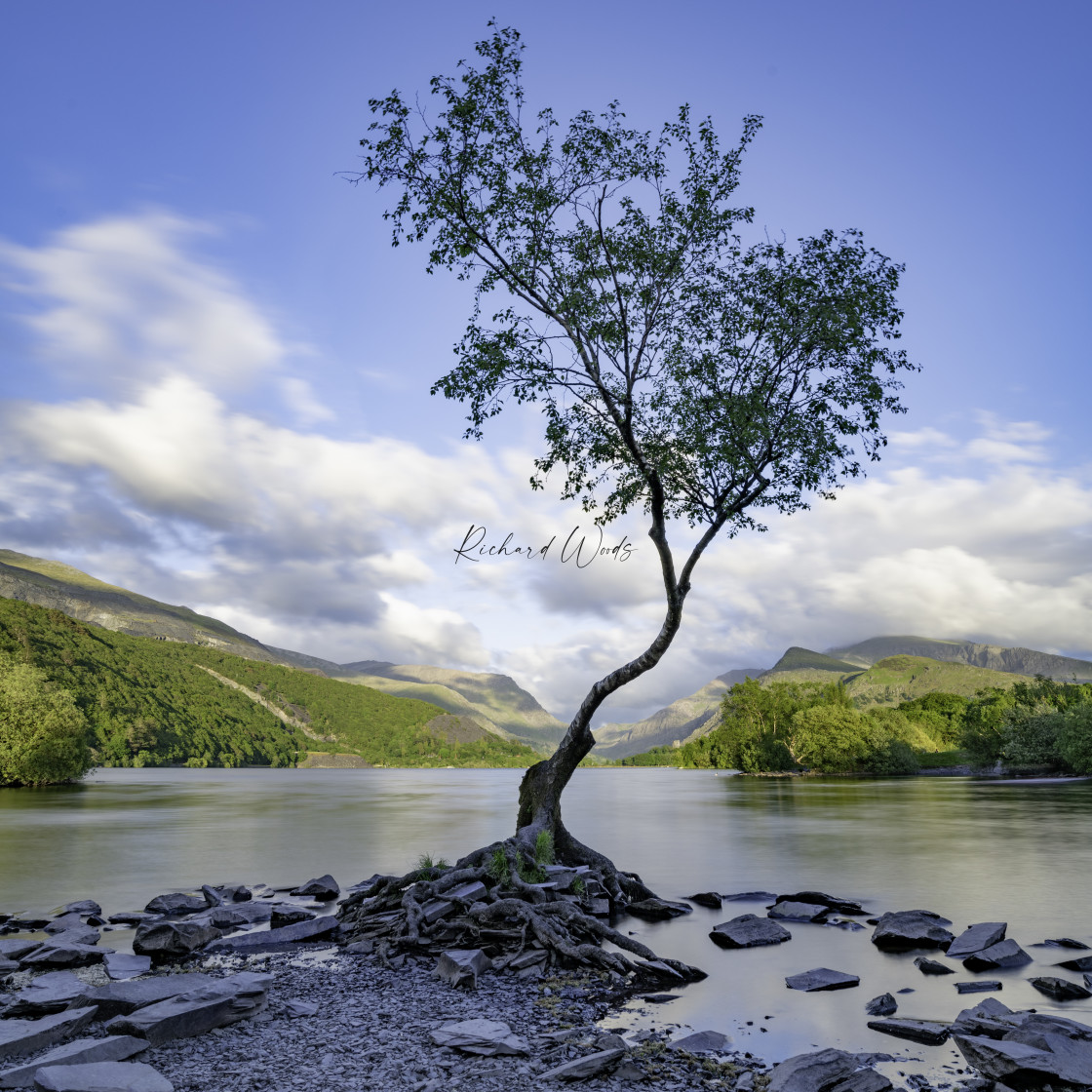 "The Lonely Tree, Llanberis, Wales, UK" stock image