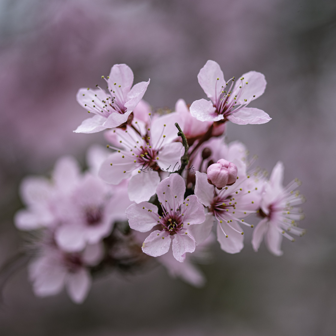 "Pink Blossom" stock image