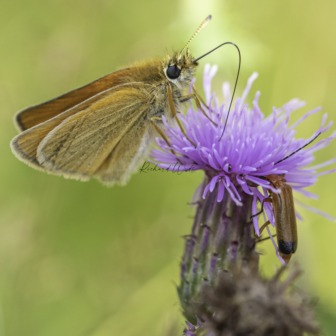 "Small Skipper Butterfly - Northicote Farm, Wolverhampton, UK" stock image