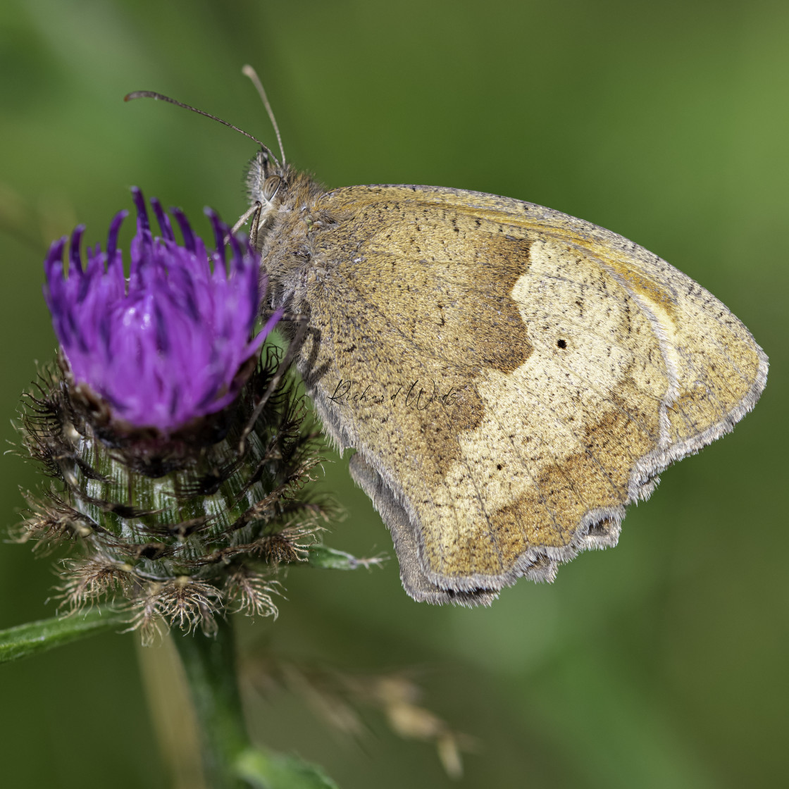 "Small Heath Butterfly - Northicote Farm, Wolverhampton, UK" stock image