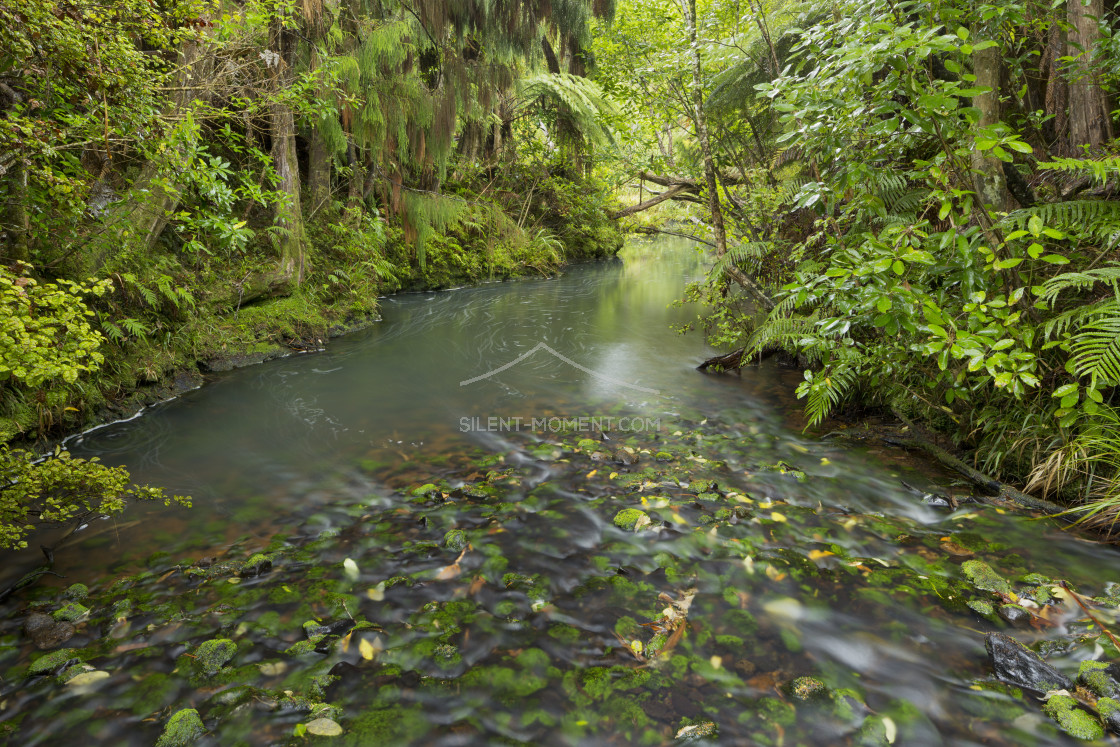 "Wald, Auckland Sentennial Park, Piha, Auckland, Nordinsel, Neuseeland" stock image