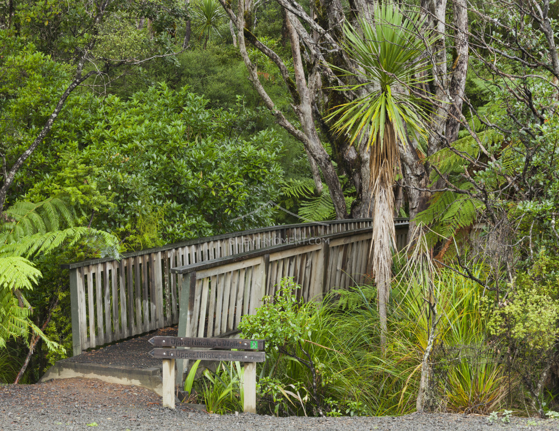 "Wald, Auckland Sentennial Park, Piha, Auckland, Nordinsel, Neuseeland" stock image