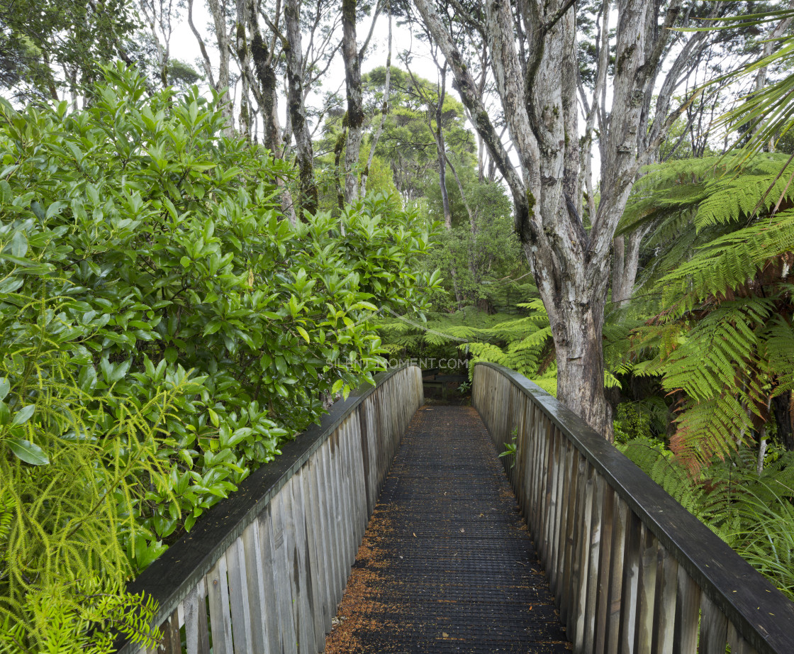 "Wald, Auckland Sentennial Park, Piha, Auckland, Nordinsel, Neuseeland" stock image