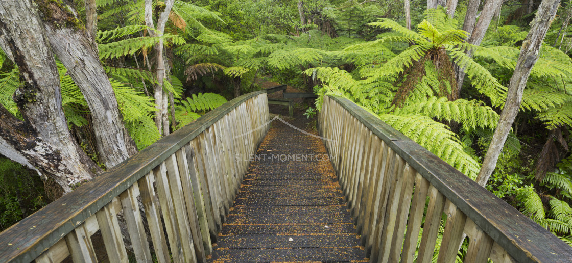 "Baumfarne, Auckland Sentennial Park, Piha, Auckland, Nordinsel, Neuseeland" stock image