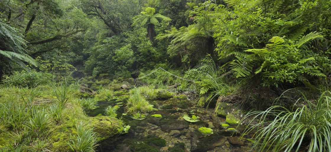 "Regenwald, Omanawa Gorge, Bay of Plenty, Nordinsel, Neuseeland" stock image