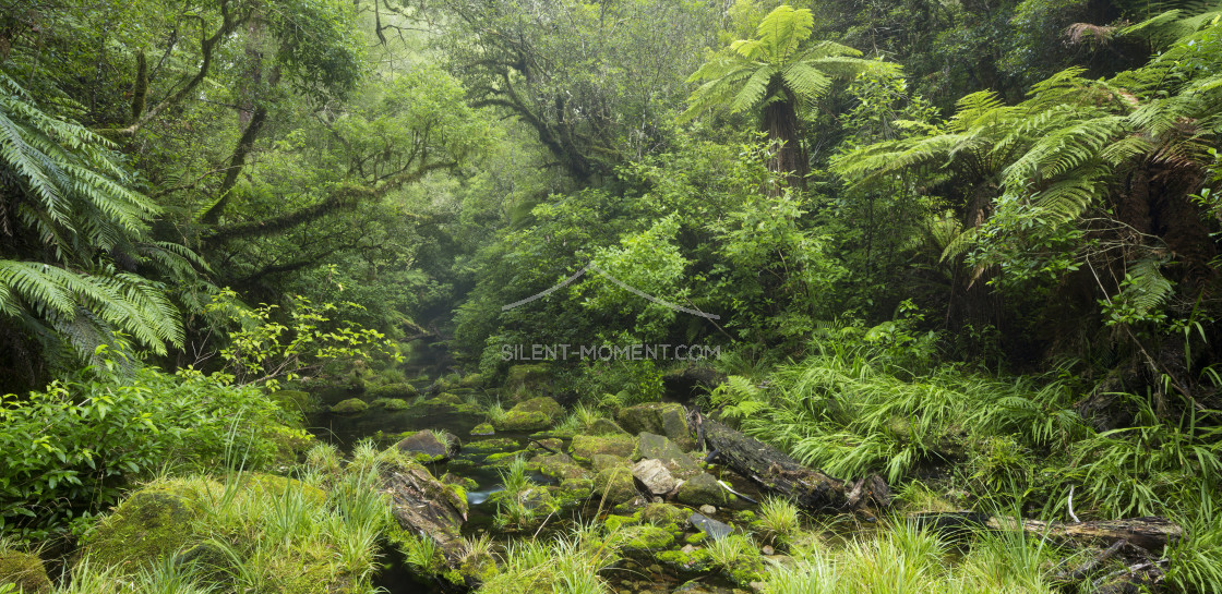 "Regenwald, Omanawa Gorge, Bay of Plenty, Nordinsel, Neuseeland" stock image