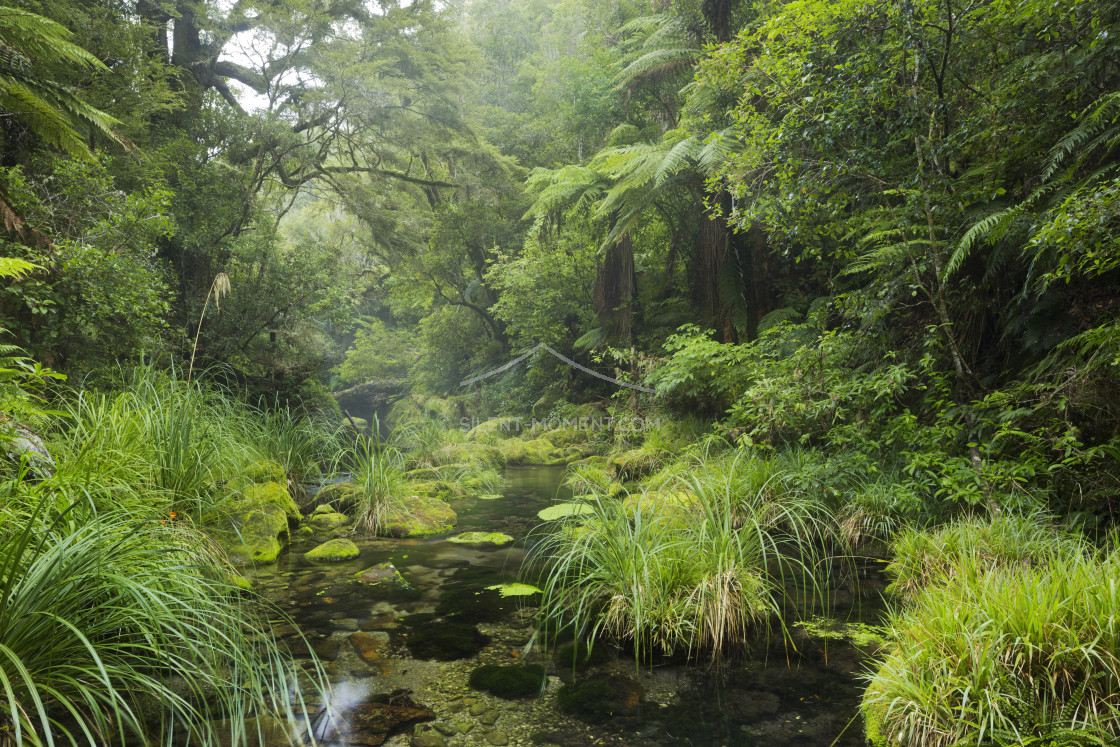 "Regenwald, Omanawa Gorge, Bay of Plenty, Nordinsel, Neuseeland" stock image