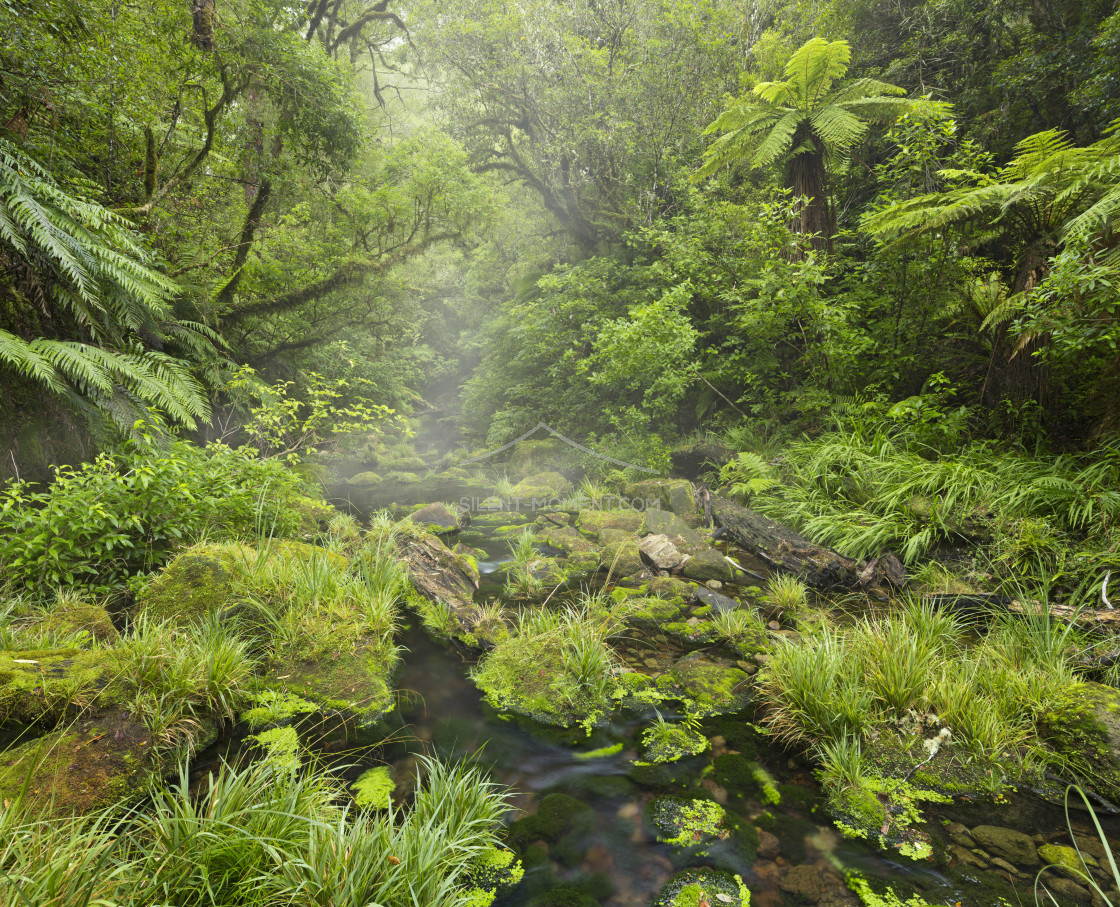 "Regenwald, Omanawa Gorge, Bay of Plenty, Nordinsel, Neuseeland" stock image