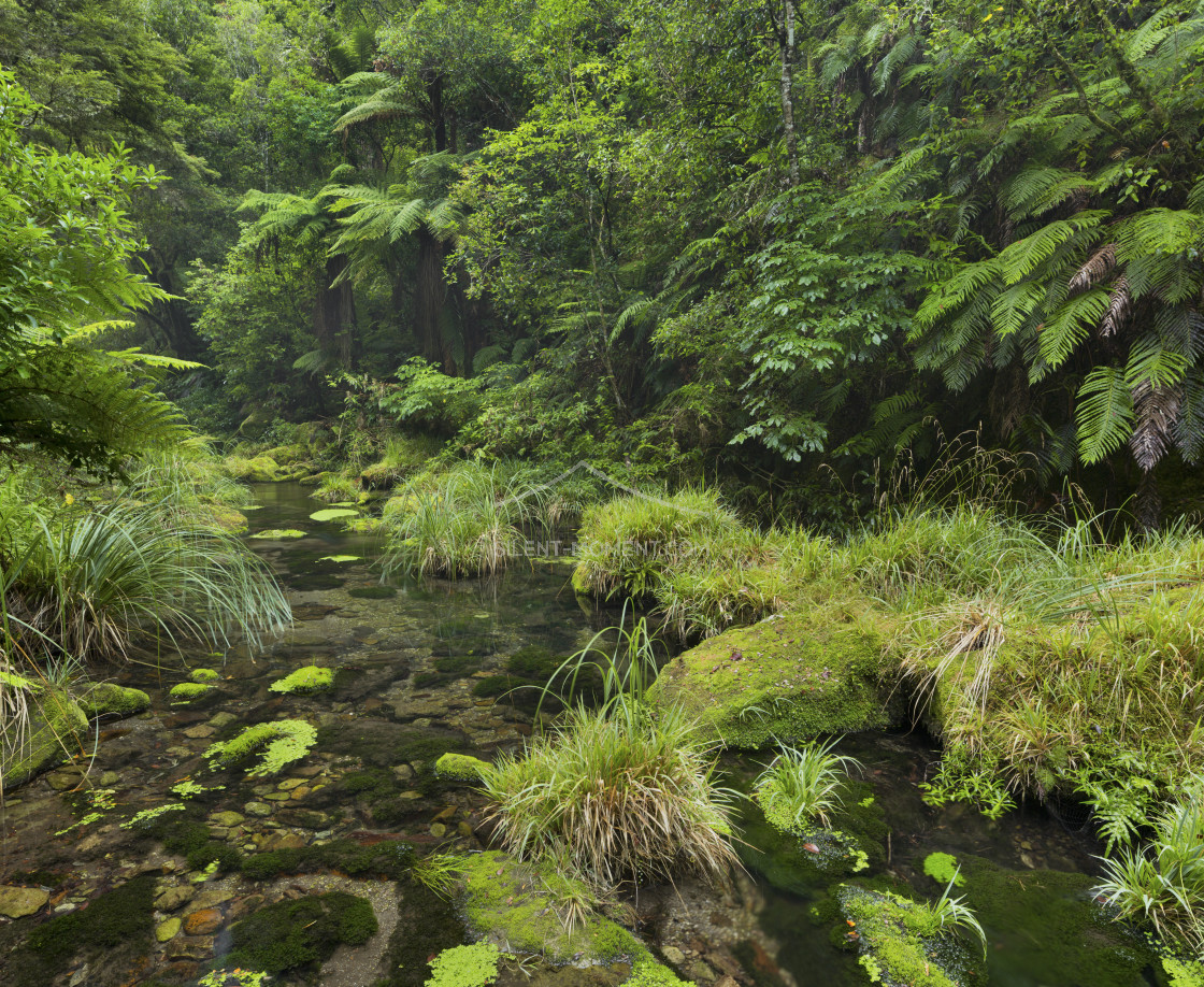 "Regenwald, Omanawa Gorge, Bay of Plenty, Nordinsel, Neuseeland" stock image