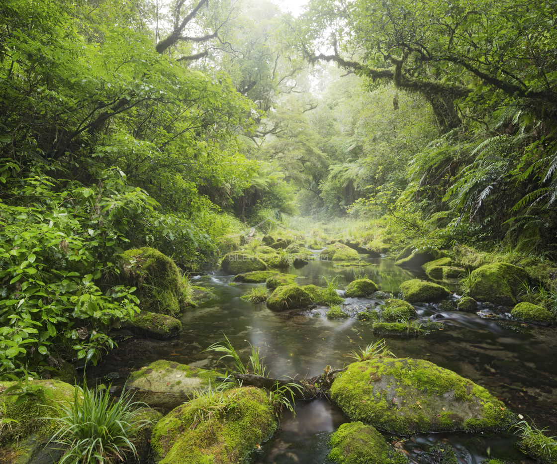 "Regenwald, Omanawa Gorge, Bay of Plenty, Nordinsel, Neuseeland" stock image