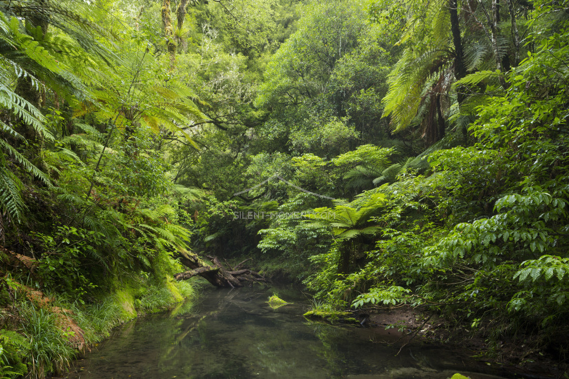 "Regenwald, Omanawa Gorge, Bay of Plenty, Nordinsel, Neuseeland" stock image