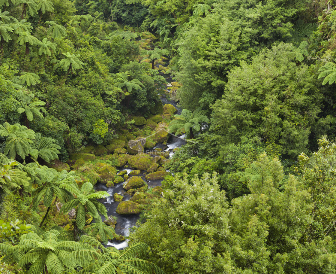 "Regenwald, Omanawa Gorge, Bay of Plenty, Nordinsel, Neuseeland" stock image