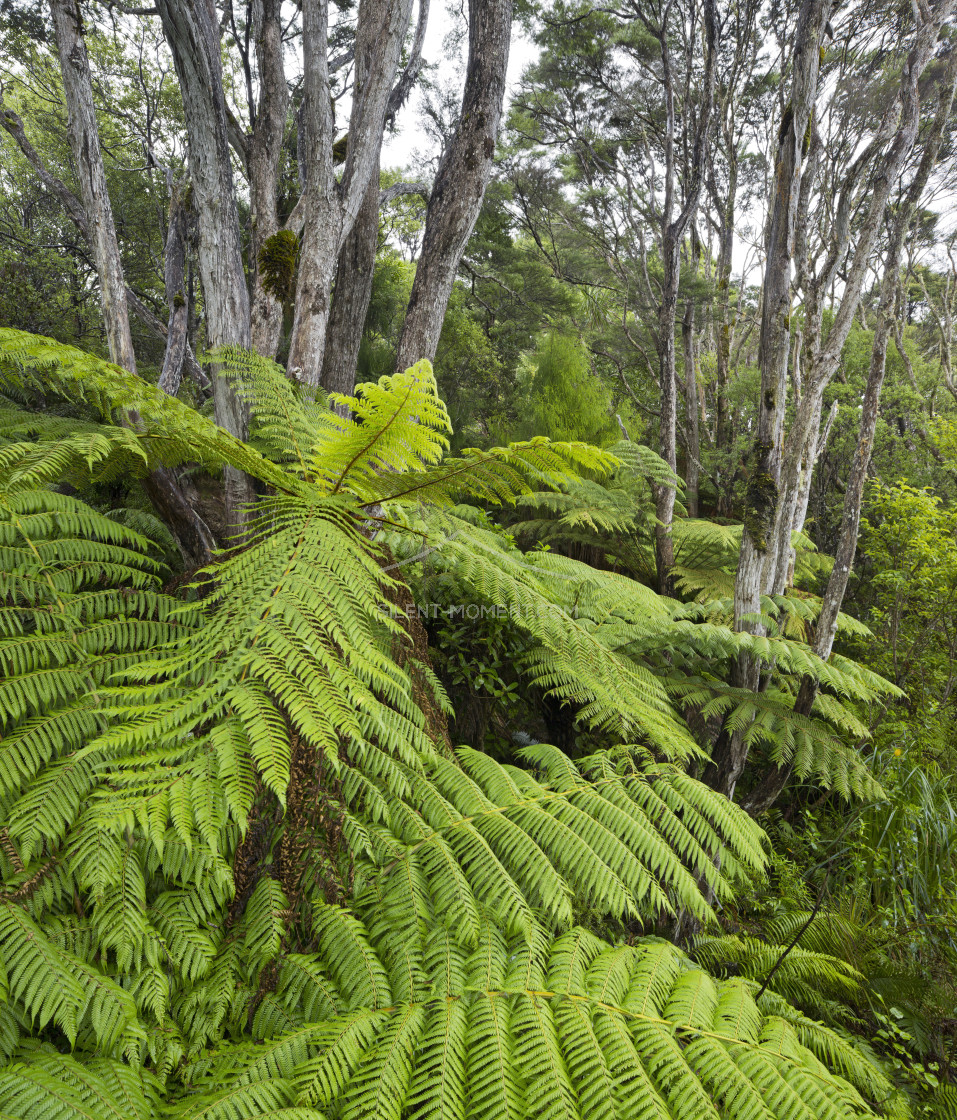 "Baumfarne, Auckland Sentennial Park, Piha, Auckland, Nordinsel, Neuseeland" stock image