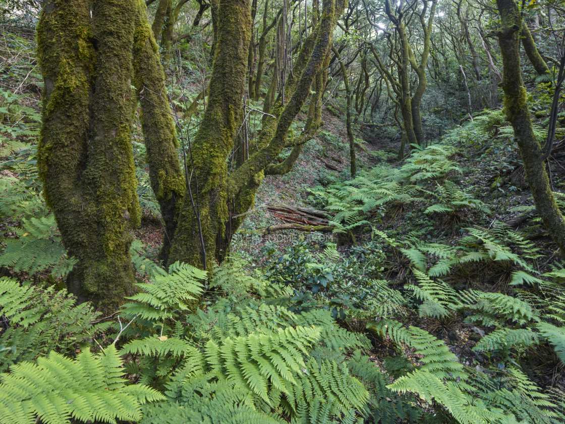 "Wald im Anaga Gebirge, Teneriffa, Kanarische Inseln, Spanien" stock image