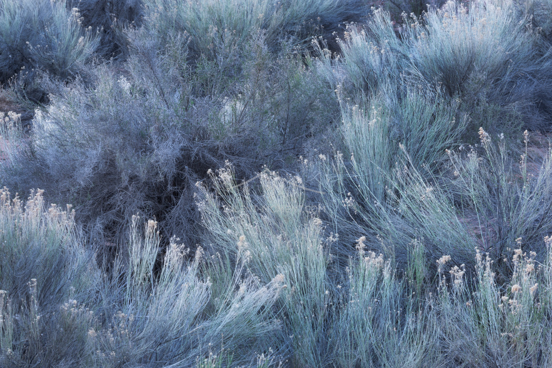 "Vegetation im Fremont River Valley, Capitol Reef National Park, Utah, USA" stock image