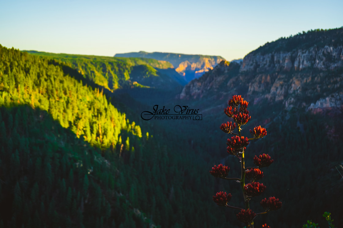 "Arizona Flower" stock image