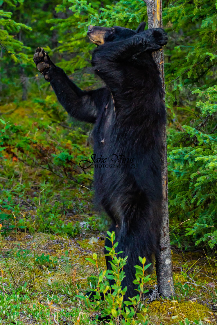 "Pole Dancing Bear" stock image