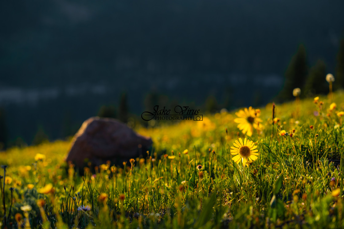 "Flower in a Har Place" stock image