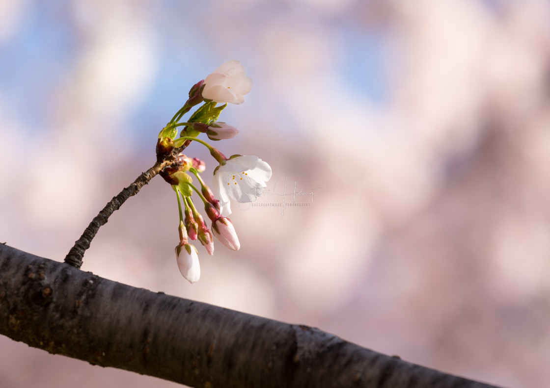 "Close up of Cherry Blossom flowers" by Steve Heap - $8.24 "Close up of Cherry Blossom flowers" stock image