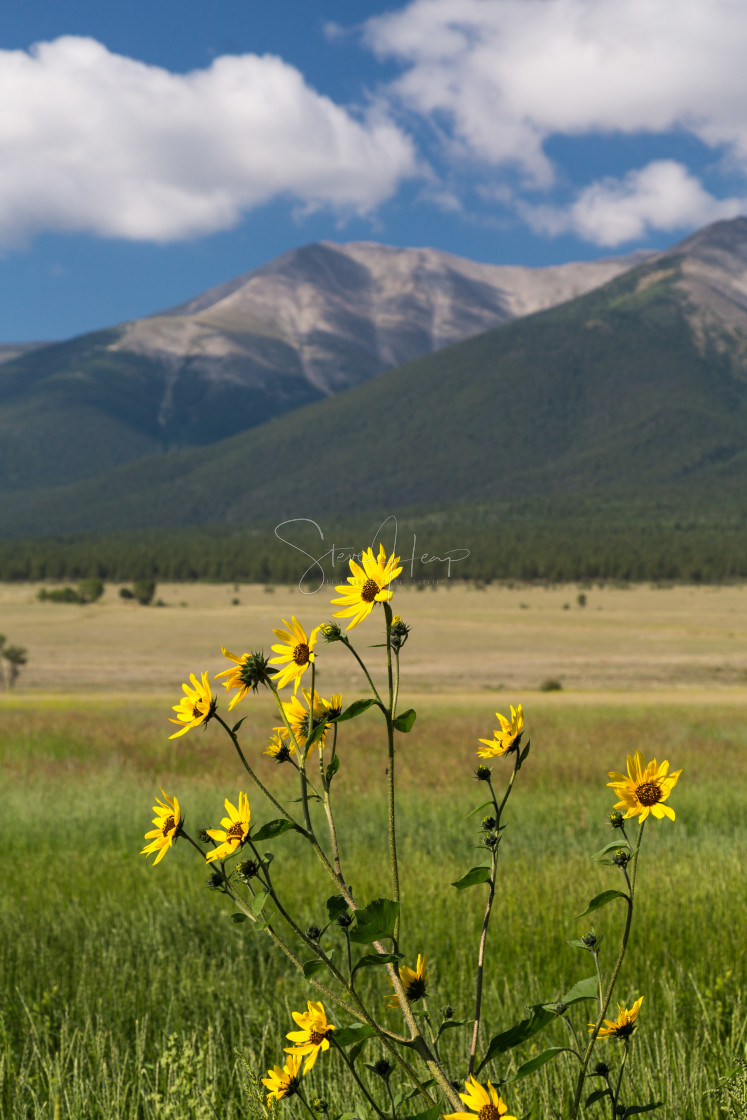 "Farmyard and flowers by Mt Princeton CO" by Steve Heap - $8.21 "Farmyard and flowers by Mt Princeton CO" stock image