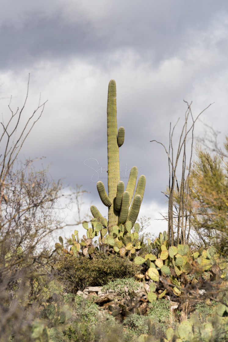 "Storm by Saguaro National Park Tucson" stock image