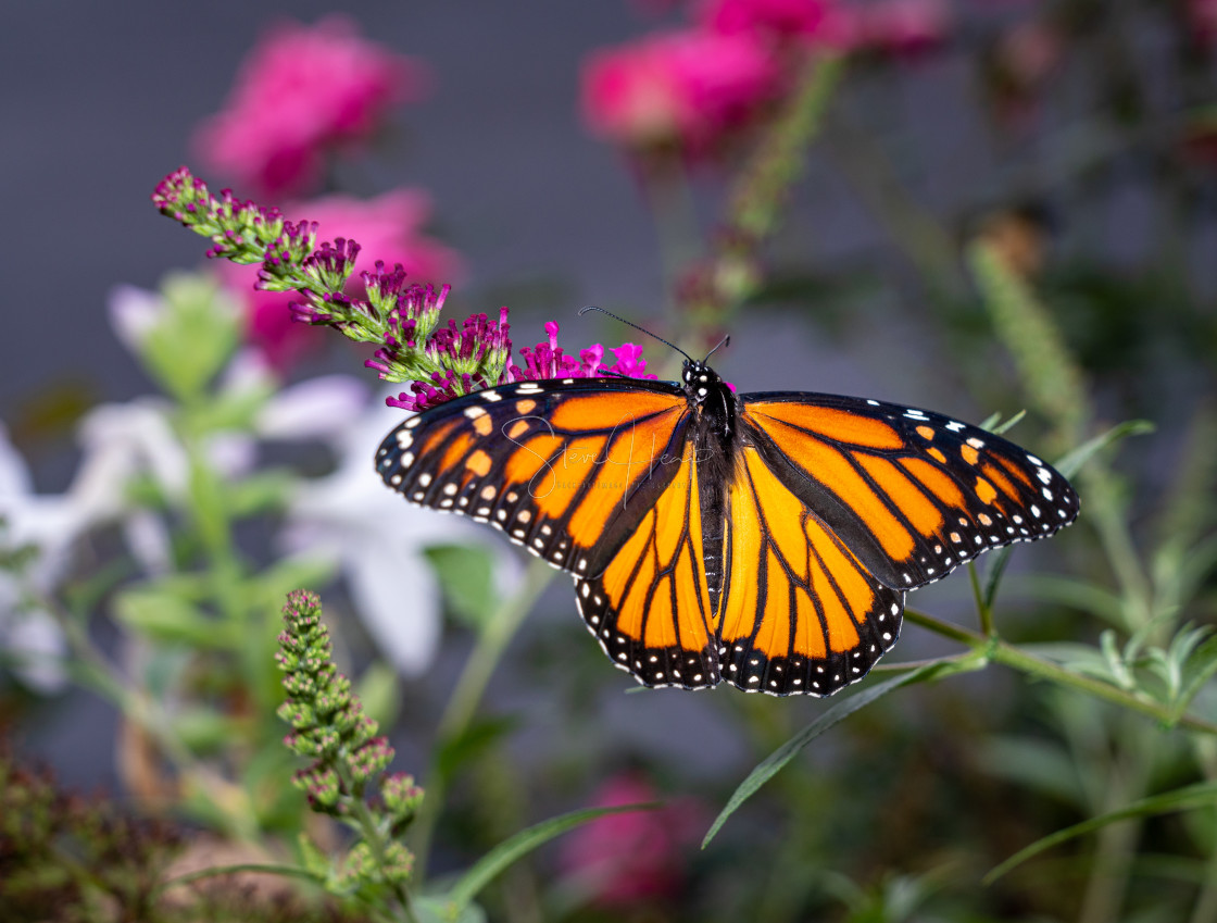 "Beautiful Monarch butterfly feeding in garden" stock image