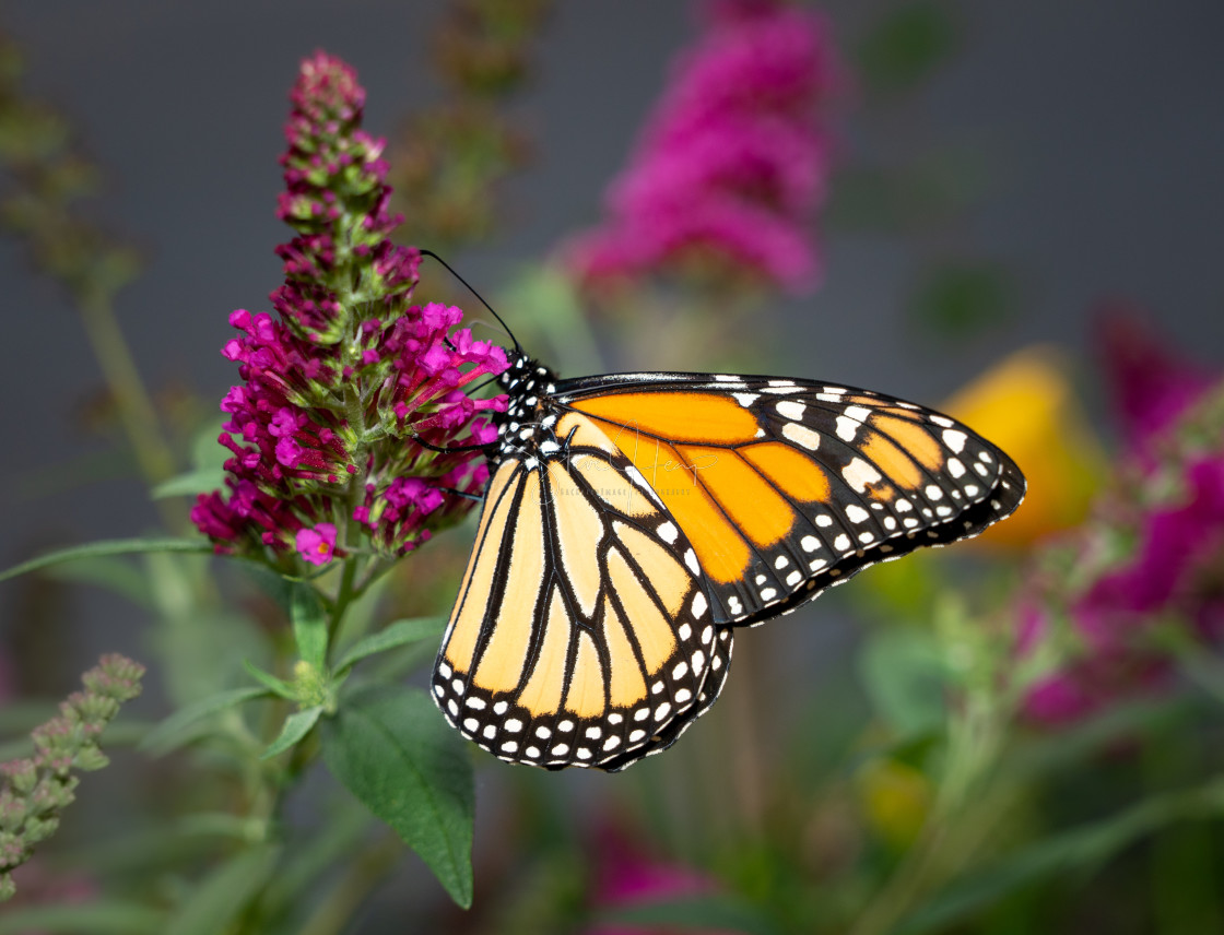 "Beautiful Monarch butterfly feeding in garden" stock image