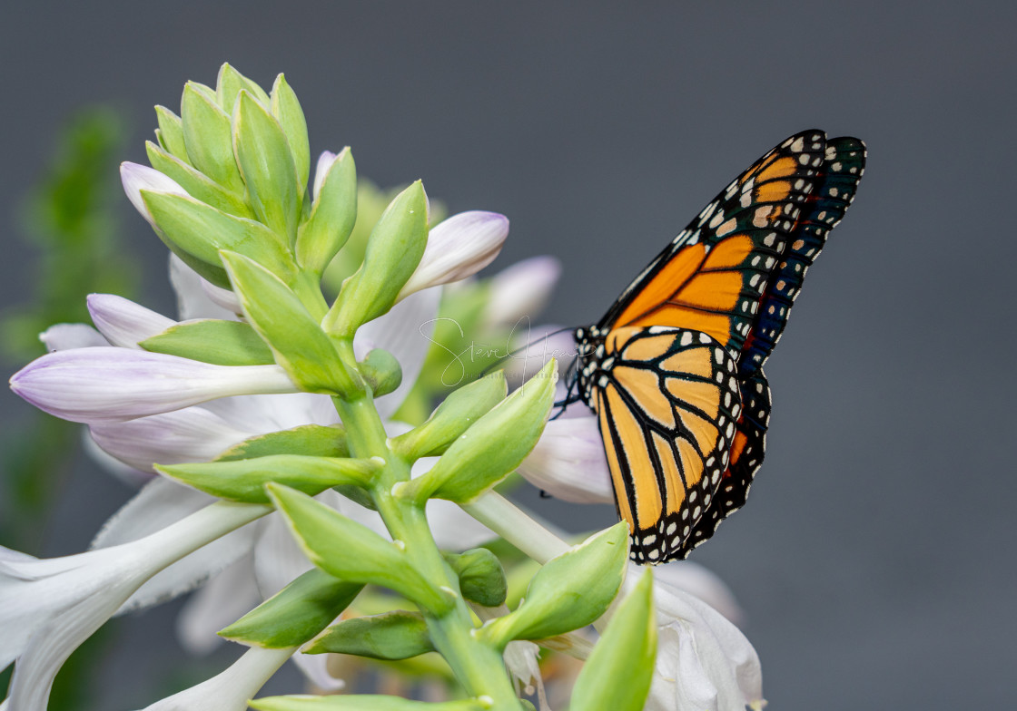 "Beautiful Monarch butterfly feeding in garden" stock image