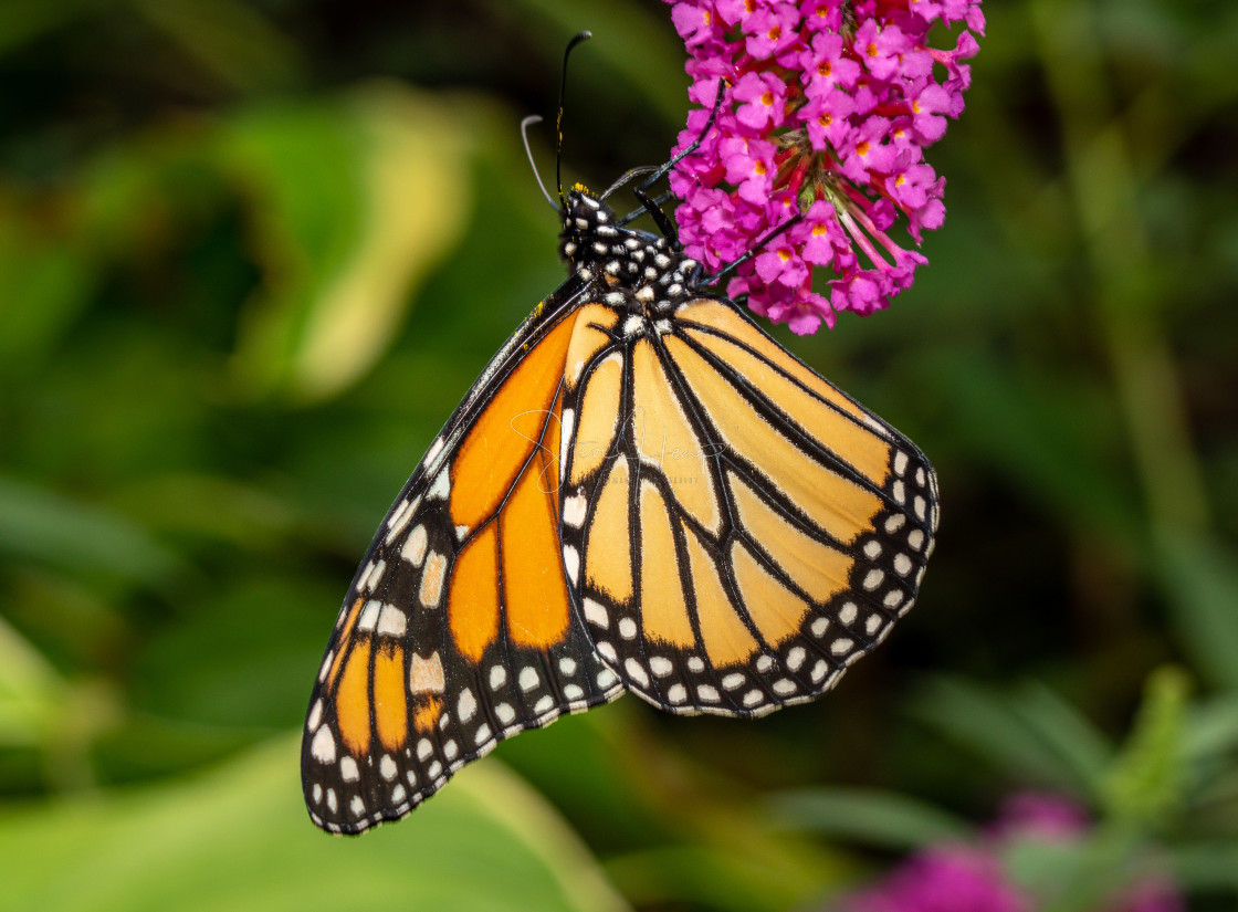 "Beautiful Monarch butterfly feeding in garden" stock image