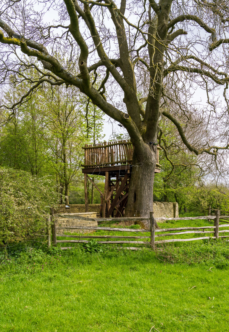 "Wooden platform of treehouse in old tree in the spring" stock image