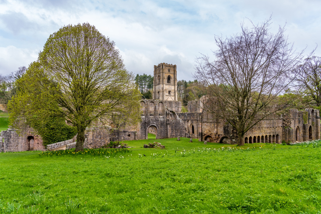 "Springtime at Fountains Abbey ruins in Yorkshire, England" stock image