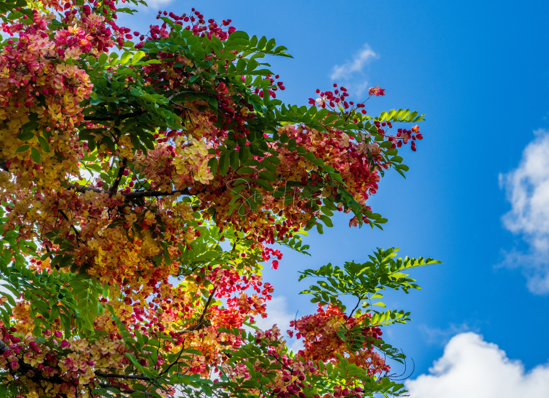 "Gorgeous rainbow shower tree blossoms against blue sky" by Steve Heap - $8.21 "Gorgeous rainbow shower tree blossoms against blue sky" stock image